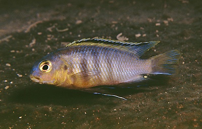 Tropheops sp. 'orange chest' Tsano Rock